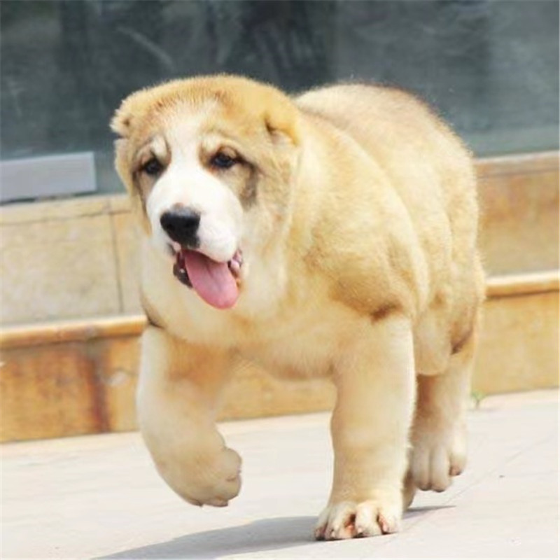 出售精品中亚牧羊犬活体幼犬大头版大骨架纯种双血统疫苗齐全猛犬