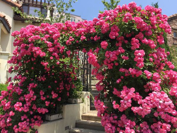 特大老桩苗欧藤本月季爬藤蔷薇花苗浓香四季开花庭院爬墙花卉拱门