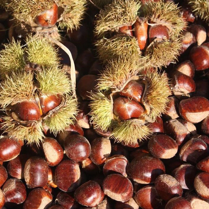 新鲜生怀柔油栗特产年新货农家鲜板栗食用农产品香甜