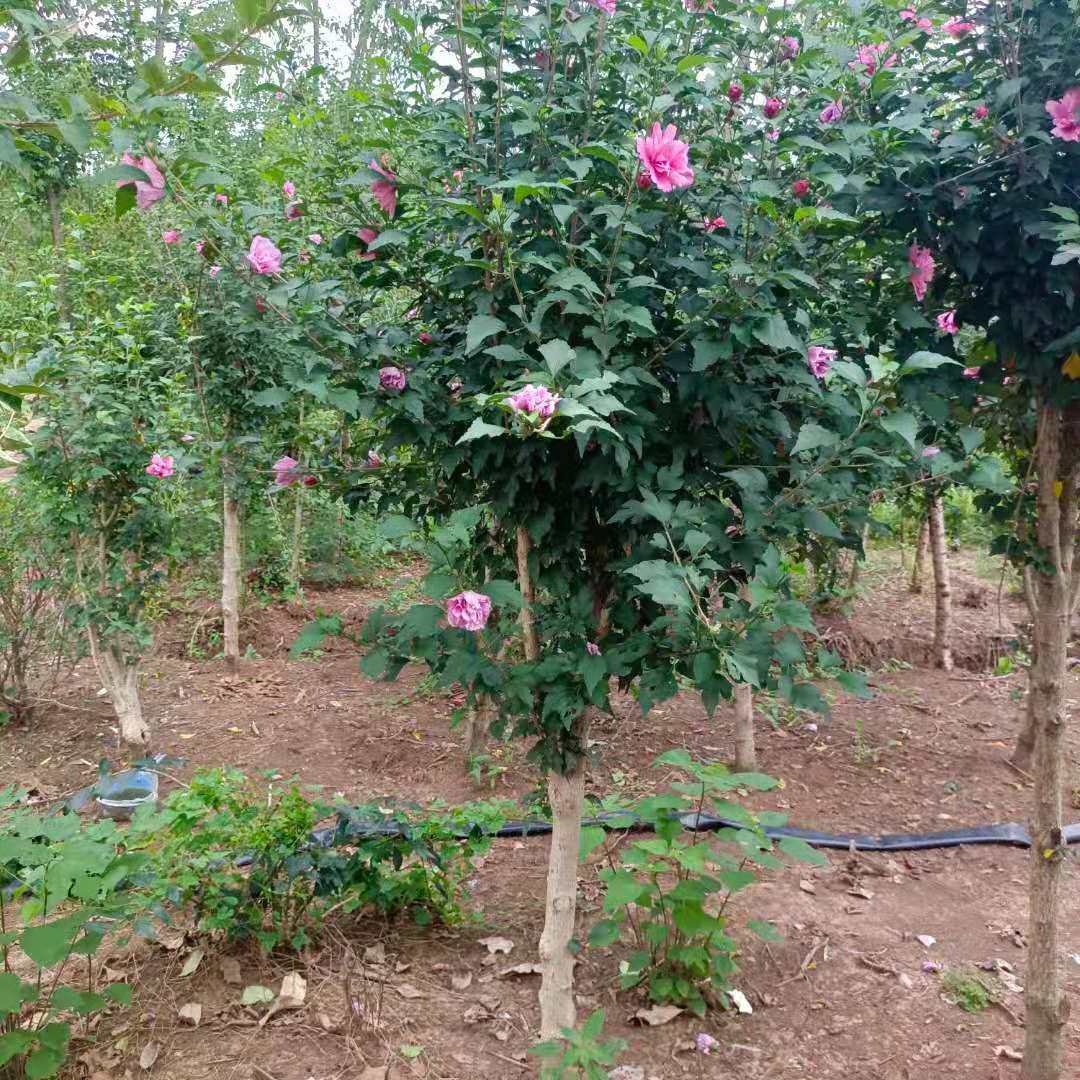 木槿花树苗花卉独杆地栽草本趣味容易带土庭院室外阳台春季裸根