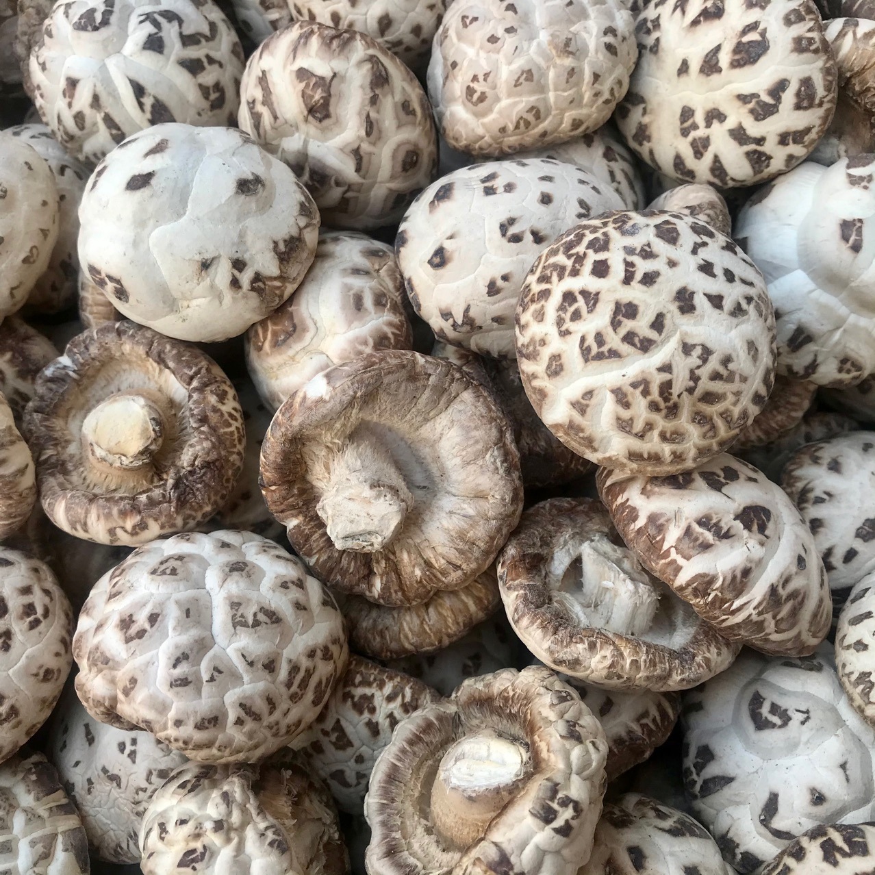 泌阳天白花菇干货剪脚剪脚干香菇冬菇肉厚蘑菇食用菌农产品批发