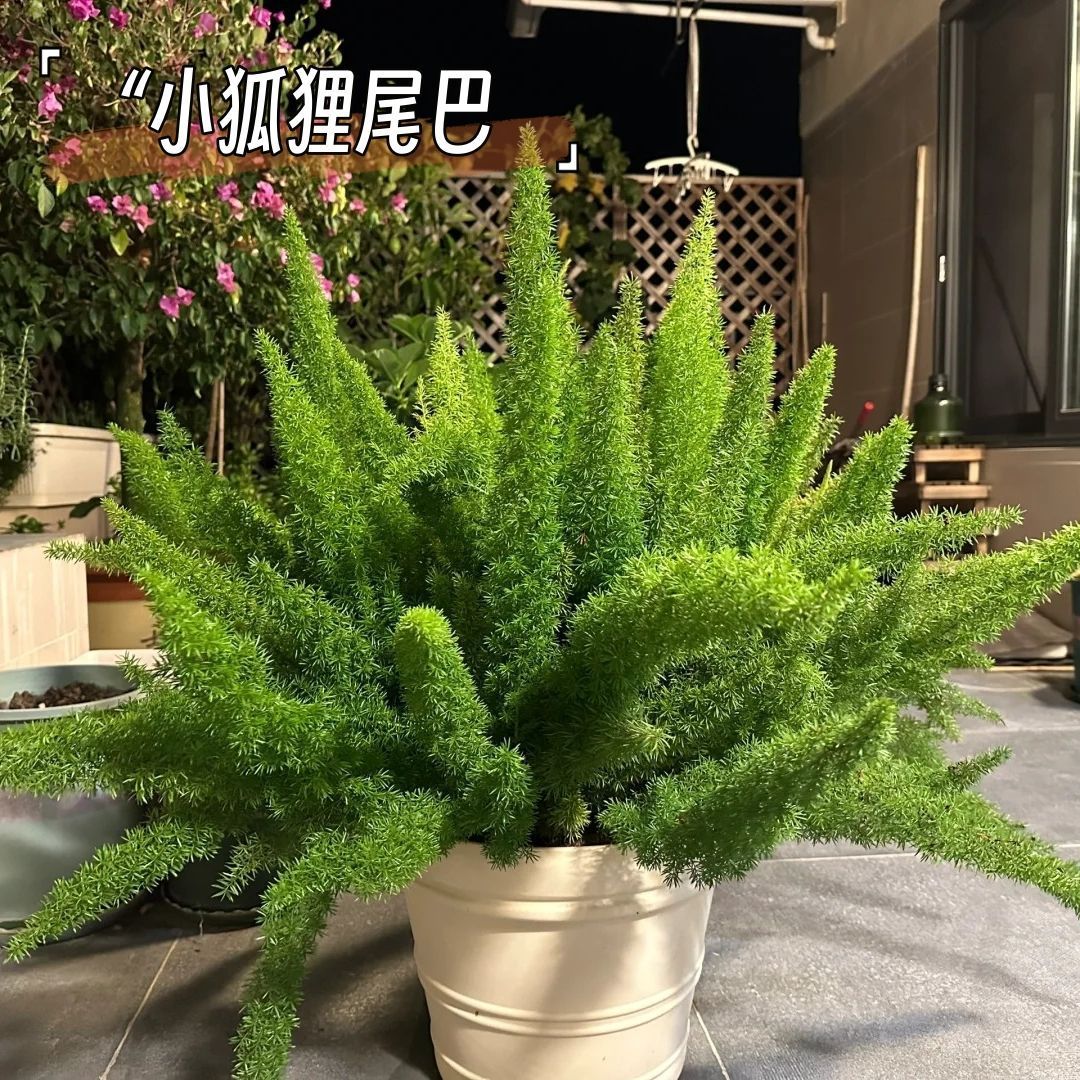 狐尾天门冬盆栽喜阳植物庭院阳台花园低维护耐高温耐旱四季常绿植