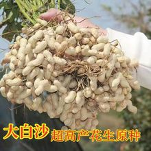原种大白沙花生种子落花生超高产大果型高产千斤王花生种子芽苗菜