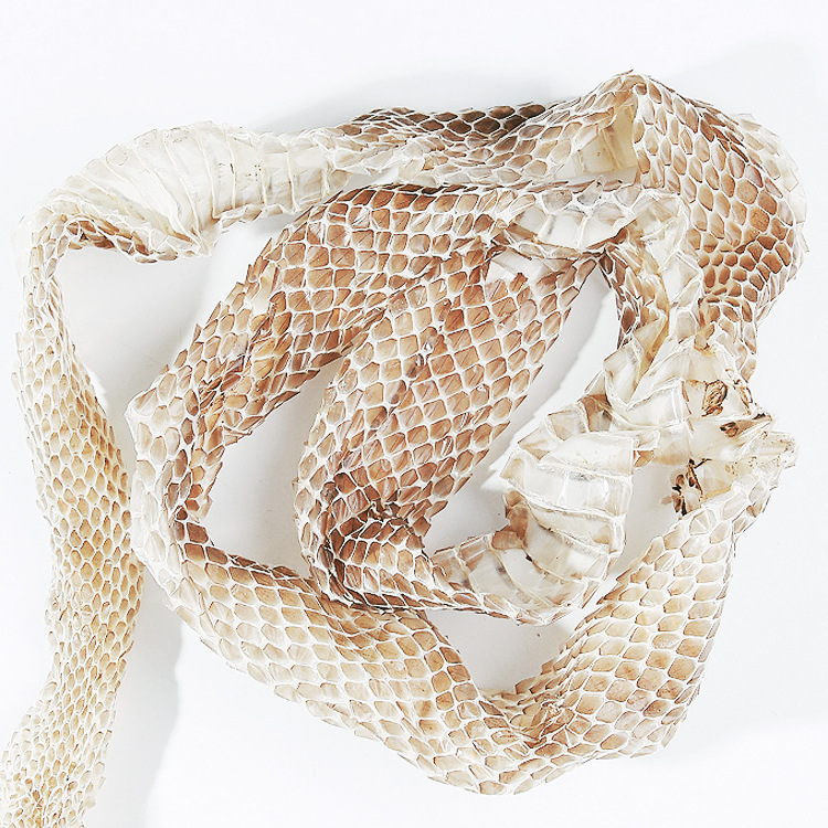 中药材蛇蜕 批发供应蛇皮 长虫皮蛇壳 龙衣龙子衣蛇衣量大从优