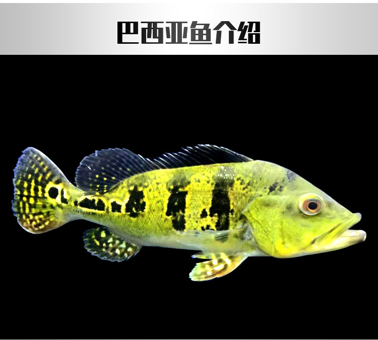 巴西亚鱼活体金老虎龙鱼配鱼巴西亚鱼苗热带观赏鱼淡水鱼蓝帆眼斑