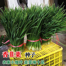 传统小细叶韭菜种子细叶韭菜种籽高产浓香型阳台盆栽可留种耐收割