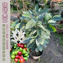 咖啡果苗云南小粒阿拉比卡咖啡树新奇常绿植盆栽庭院地栽产地直发