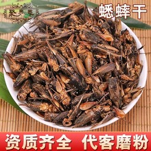 蟋蟀干材蟋蟀蚂蚱干货蛐蛐干虫子鸣虫新鲜饲料将军虫冻干
