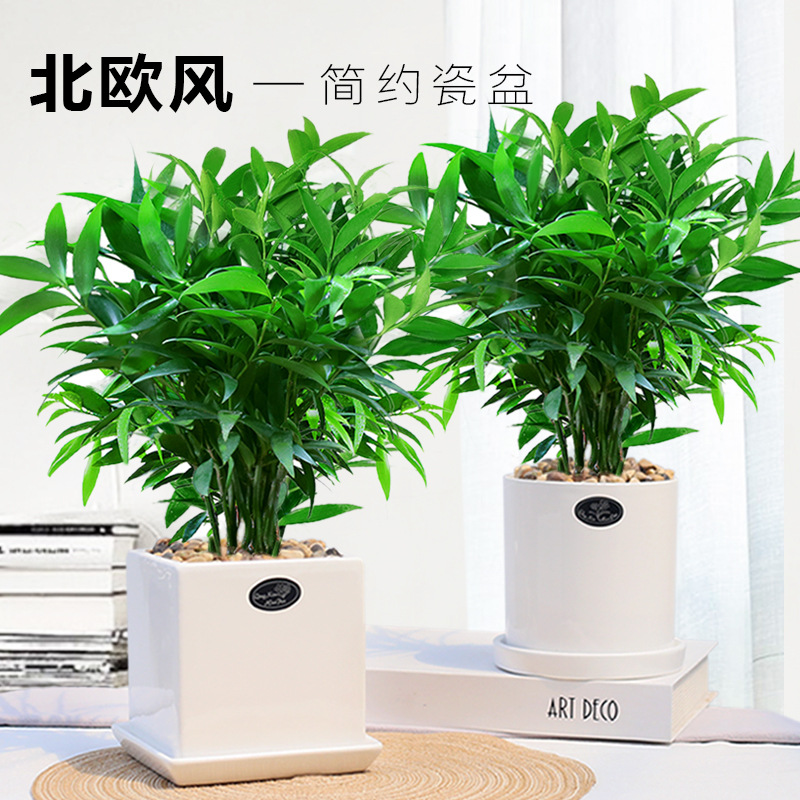 竹柏盆栽植物室内四季常青净化空气绿植四季好养耐荫耐寒平安竹