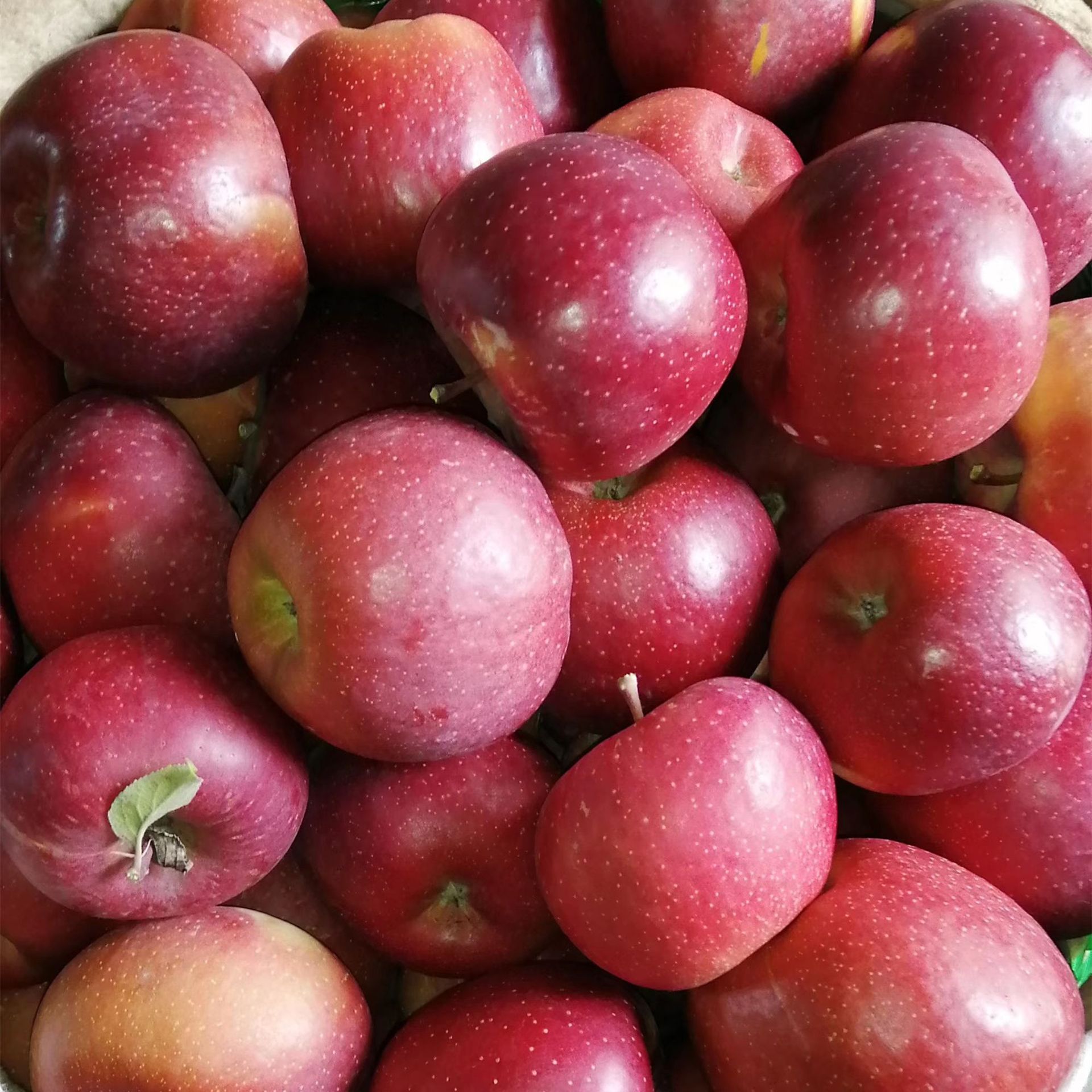 2021云南昭通苹果糖心甜脆新鲜水果四川大凉山苹果包邮批发