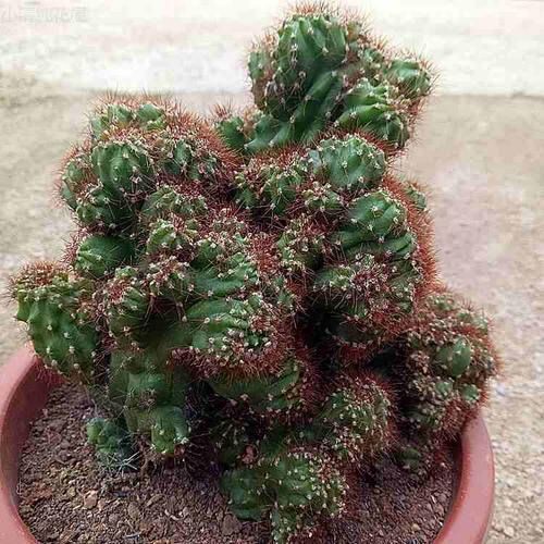 仙人山虎头罗汉山影拳仙人掌类沙生多肉植物虎头山影盆栽花卉