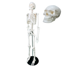 生产85CM人体骨骼B款人体骨骼解剖模型全身骨架