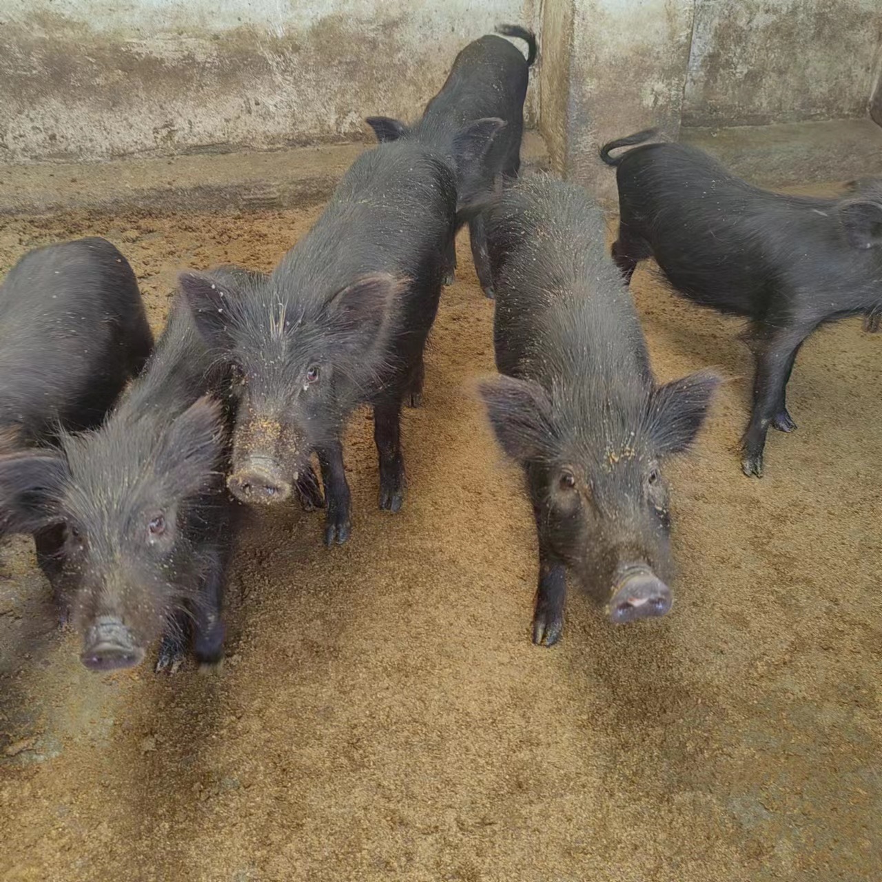 生态放养藏香猪 商品猪活体 过节送礼佳品 真空礼盒装藏香猪猪肉