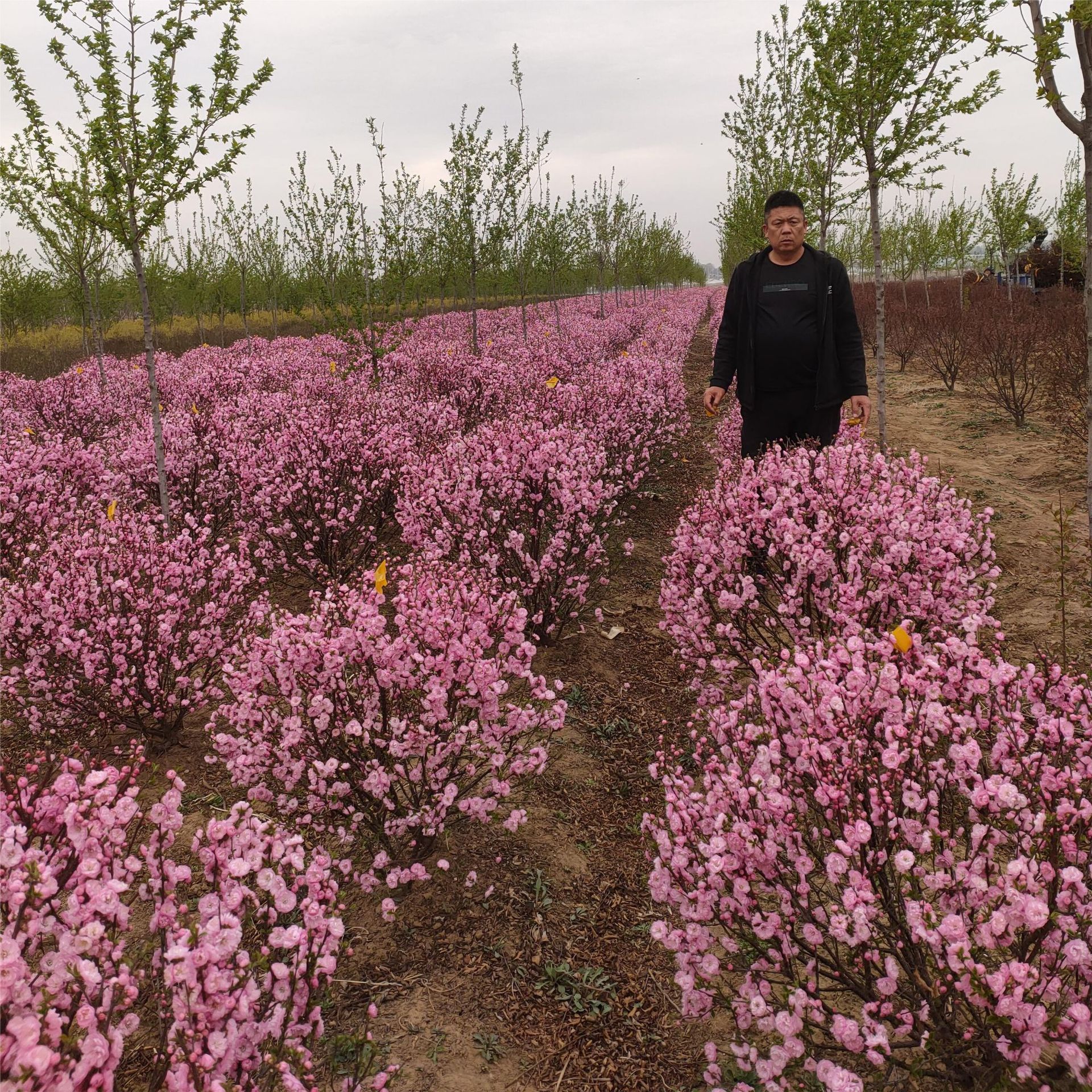 红叶榆叶梅球 京梅球 重瓣榆叶梅球 耐寒彩叶造型树球 绿篱树球
