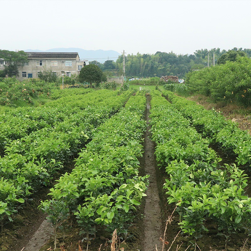 批发嫁接象山红美人爱媛28号38号树橘子柑橘苗沙糖桔果树苗盆栽地