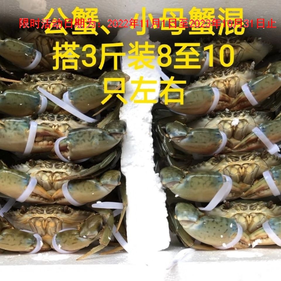 福建沿海青蟹红鲟膏蟹螃蟹海蟹菜蟹肉蟹菜鲟鲜活母膏蟹无绳净重