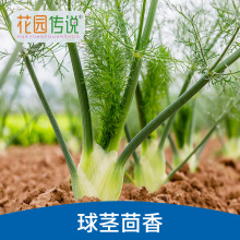 花园传说球茎茴香种子蔬菜香料阳台庭院盆栽小茴香菜四季带根菜籽