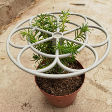 重瓣太阳花棒棒糖造型花支架爬藤植物花架阳台绿植花卉支撑杆