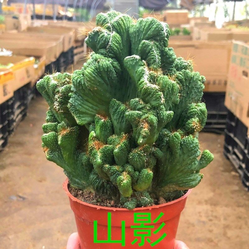 仙人山虎头罗汉山影拳仙人掌类沙生多肉植物虎头山影盆栽花卉