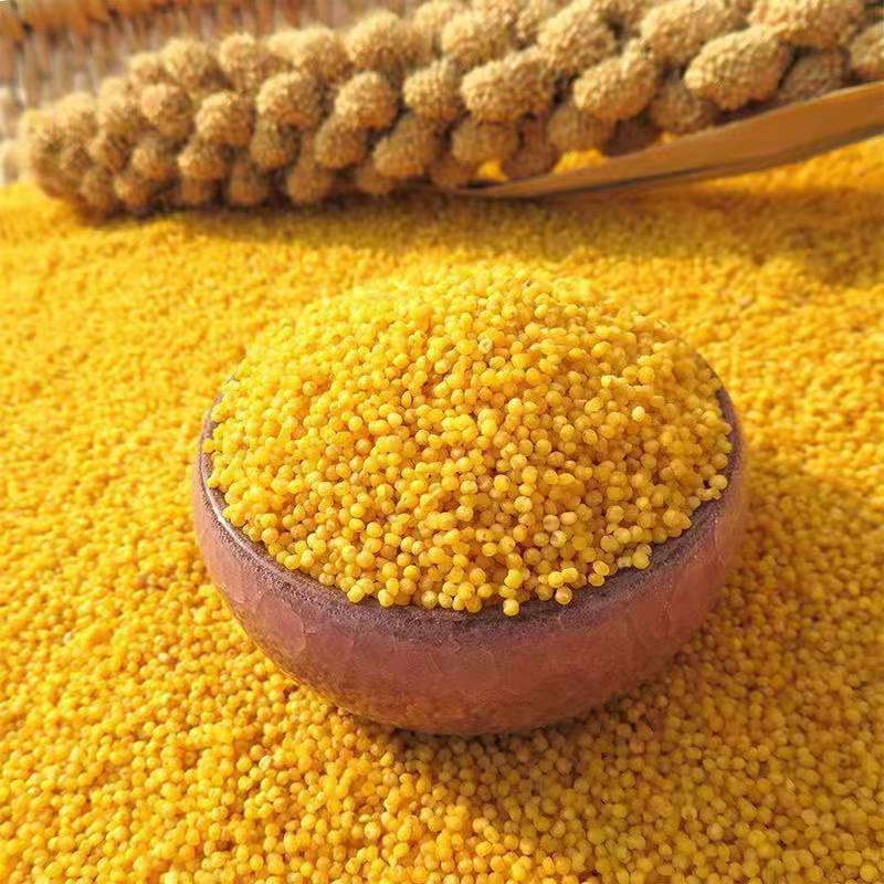 3斤包邮农家小米五谷杂粮当季新米香谷米黄米饭粥-阿里巴巴