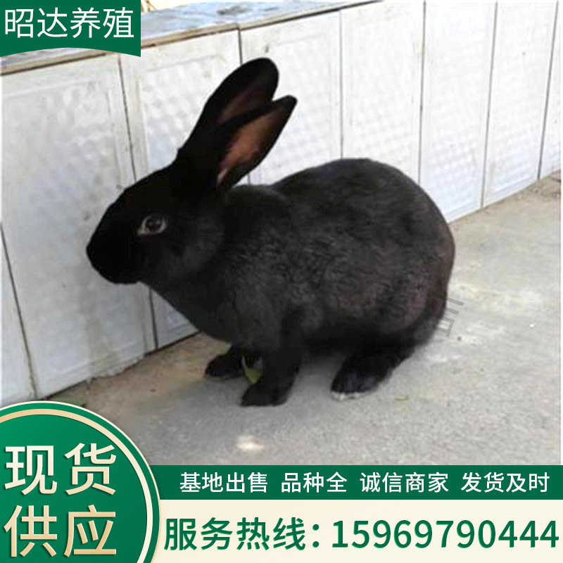 0成交6只巨型肉兔包邮公羊兔养殖垂耳兔纯种公羊兔种兔成年兔怀孕兔教
