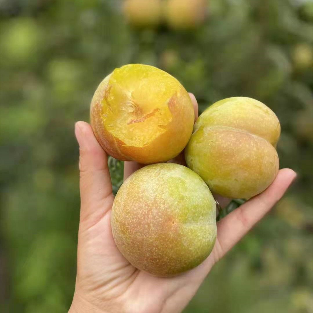 现摘稀有秋姬李甜李子脆甜爽口基本恐龙蛋脆李子新鲜水果直发