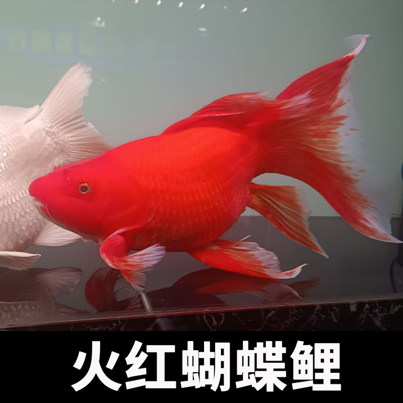 火红蝴蝶鲤鱼球体大鳍长尾红色贵妃龙凤锦鲤蝶鲤观赏鱼苗冷水活体-阿
