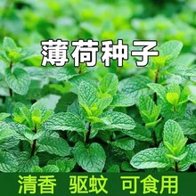 薄荷种子留兰香薄荷 柠檬薄荷种子阳台盆栽多年花卉种子