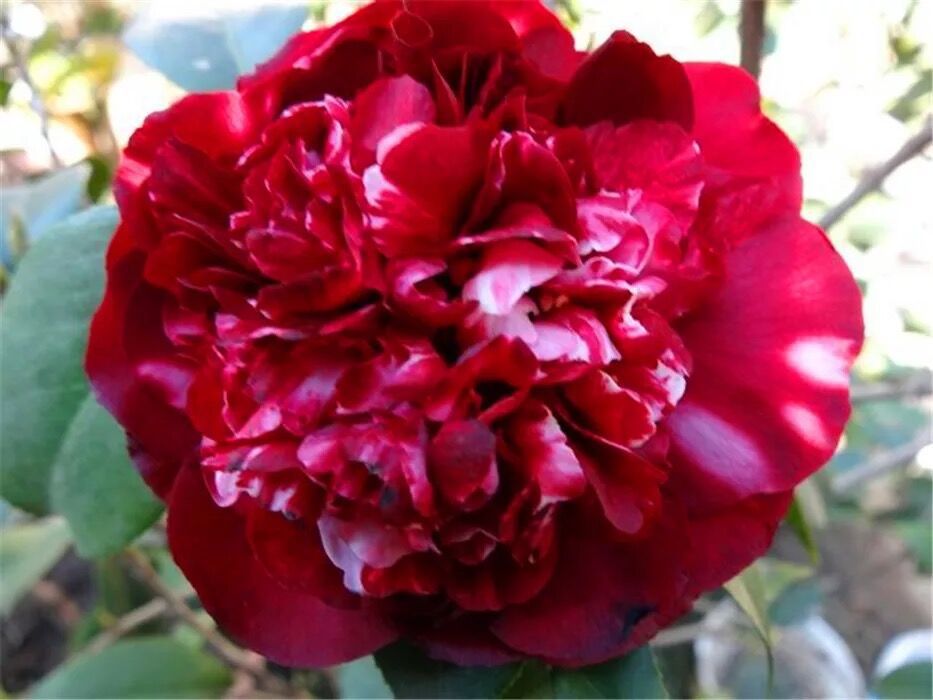 午夜魔幻午夜飘花黑红色茶花新品种盆栽龙岩花苗庭院茶花绿植