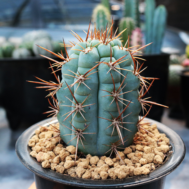 大颗仙人球奇仙玉 眩美玉 狮子王稀有开花机器多肉植物创意小盆栽