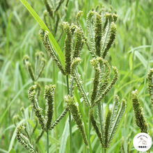 湖南新化土特产农家纯穇子粗杂粮高粱糁子粑粑鸭脚龙爪鸡爪红粟粉