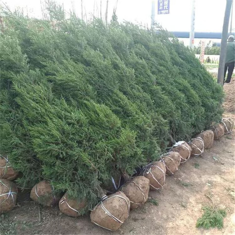 桧柏，扁柏，塔柏，等一系列松树，常年批发树苗园林工程绿化蜀桧