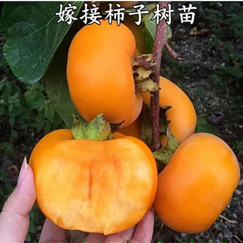 脆甜柿子苗嫁接柿子树苗耐寒盆栽地栽阳台庭院南方北方种植包成活