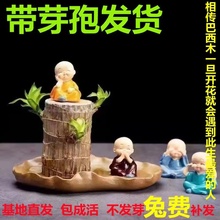 巴西木水养幸运木格鲁特小树人幼儿园盆栽小学生桌面水培绿植物