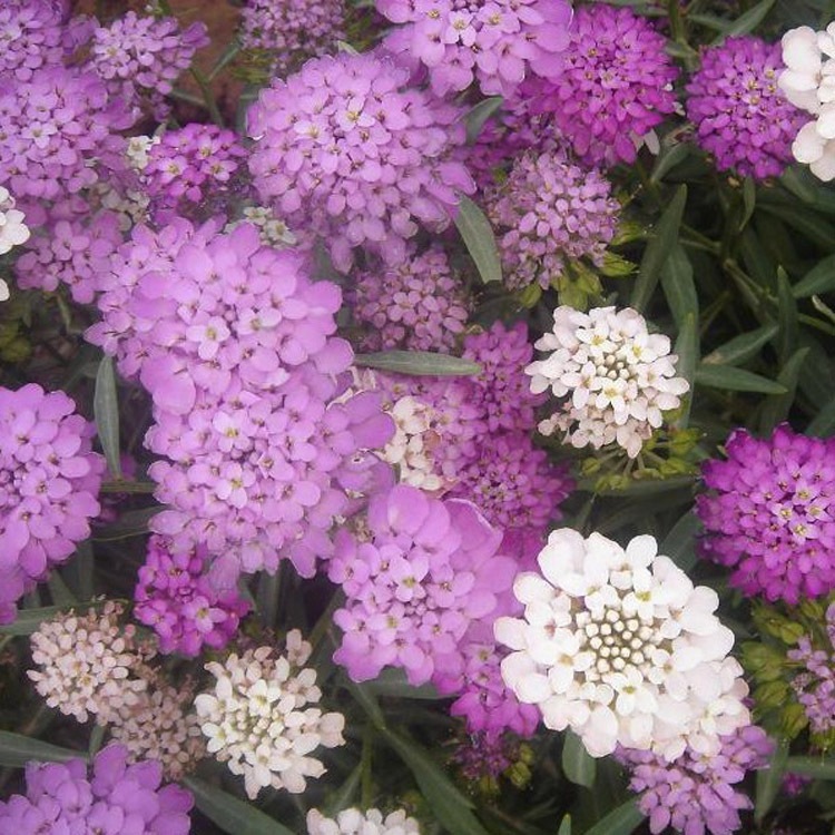 屈曲花种子 花卉种子 蜂室花种子 观赏植物 园艺花卉 易种植