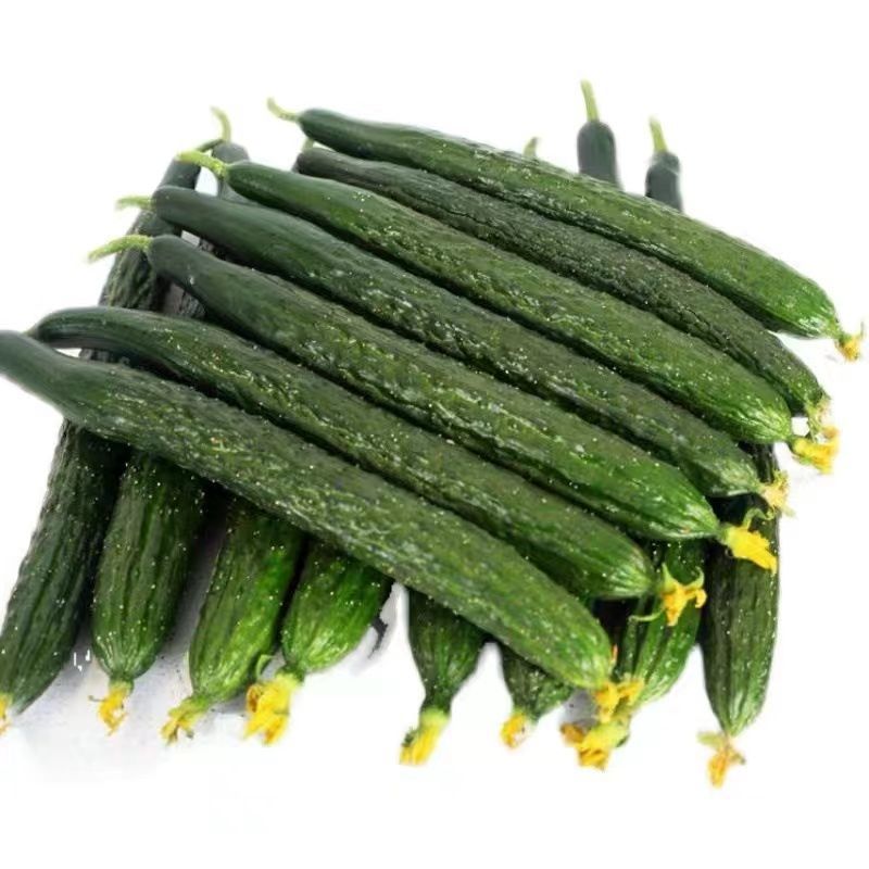 黄瓜新鲜现摘黄瓜河南直瓜脆甜生吃刺黄瓜天然无公害大棚采摘黄瓜