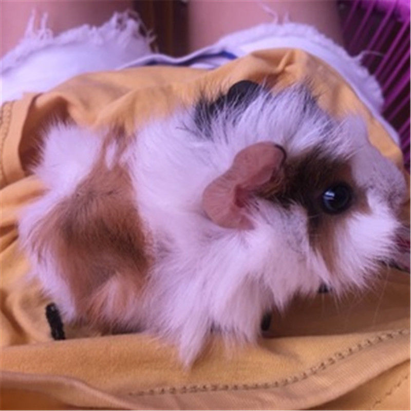 家养宠物荷兰兔豚猪荷兰猪活体饲料花毛豚天竺鼠活物黑豚彩豚白豚