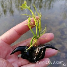洪湖老菱角种子池塘水生植物苗两角牛角青菱角苗种孑四季水果种籽