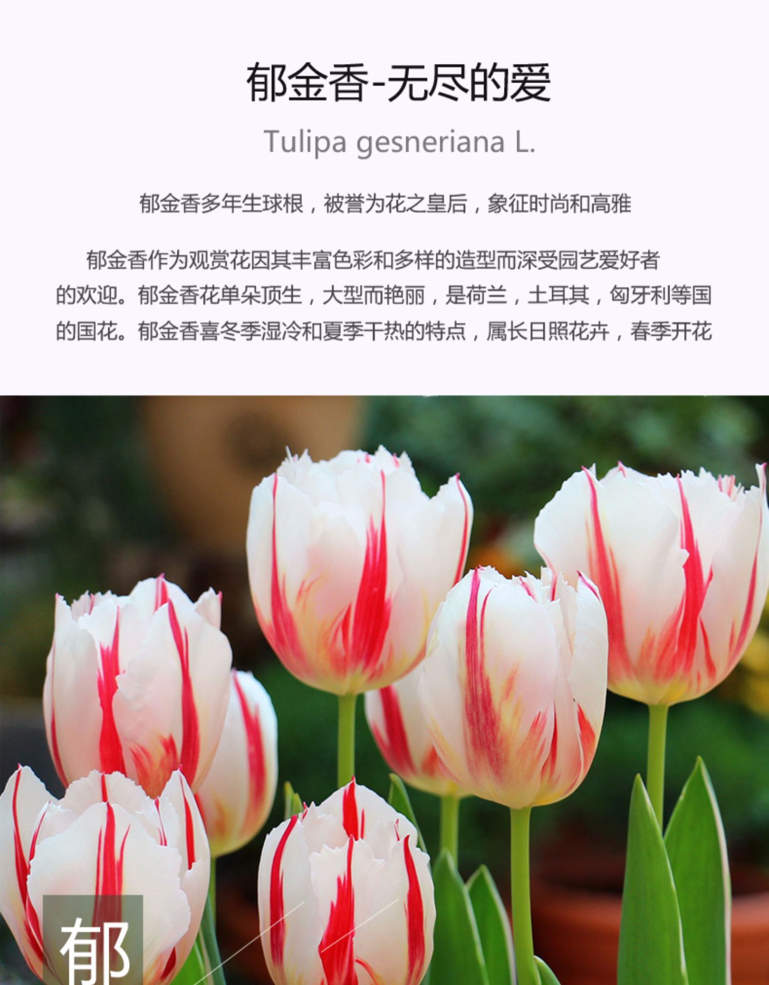 金格鲁特,救援,林马克,幸福一代,紫白条旗,柔道植物品种郁金香干湿