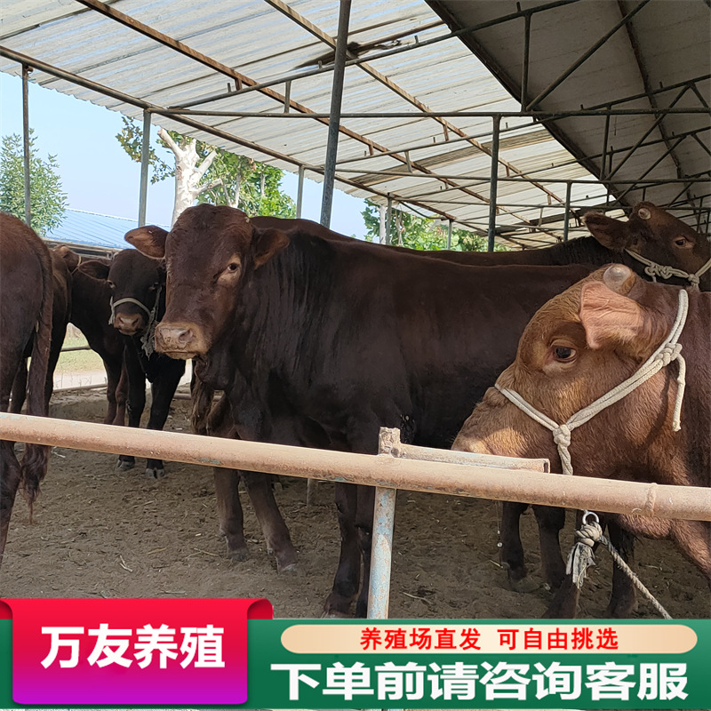 利木赞牛活体肉牛犊黄牛行情 鲁西黄牛牛犊 肉牛犊多少钱一头