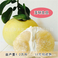 新品泰国暹罗柚子树苗南北方四季种植红心蜜柚三红柚子苗盆栽地栽