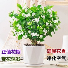 茉莉花盆栽带花苞发货室内花卉植物绿植驱蚊驱虫四季开花一件代销