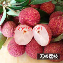 广西荔枝苗无核妃子笑三月红糯米糍荔枝苗带土带叶南北方种植果