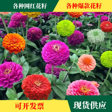 工厂家批发各种花种花籽小包装百日菊波斯菊矢车菊太阳花蜀葵翠菊