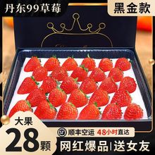 现摘丹东99草莓礼盒装新鲜水果孕妇99红颜奶油大草莓东港九九