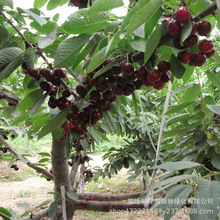 樱桃树苖南方北方种植盆栽车厘子特大樱桃树耐寒地栽庭院樱桃树苗