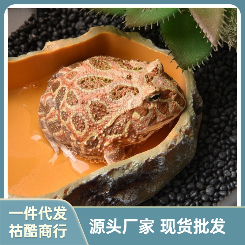 爬宠食盆蜥蜴水盆角蛙宠物蛇类泡澡盆姥爷树蛙饲养箱造景专用现代