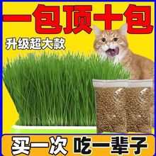 出芽率99%水培猫即食去毛球无土种子化毛球猫咪超大盆零食厂批发