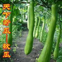 砍瓜种子种籽孑苗四季山东寿光巨型菜瓜蔬菜秧苗南方春夏季菜苗