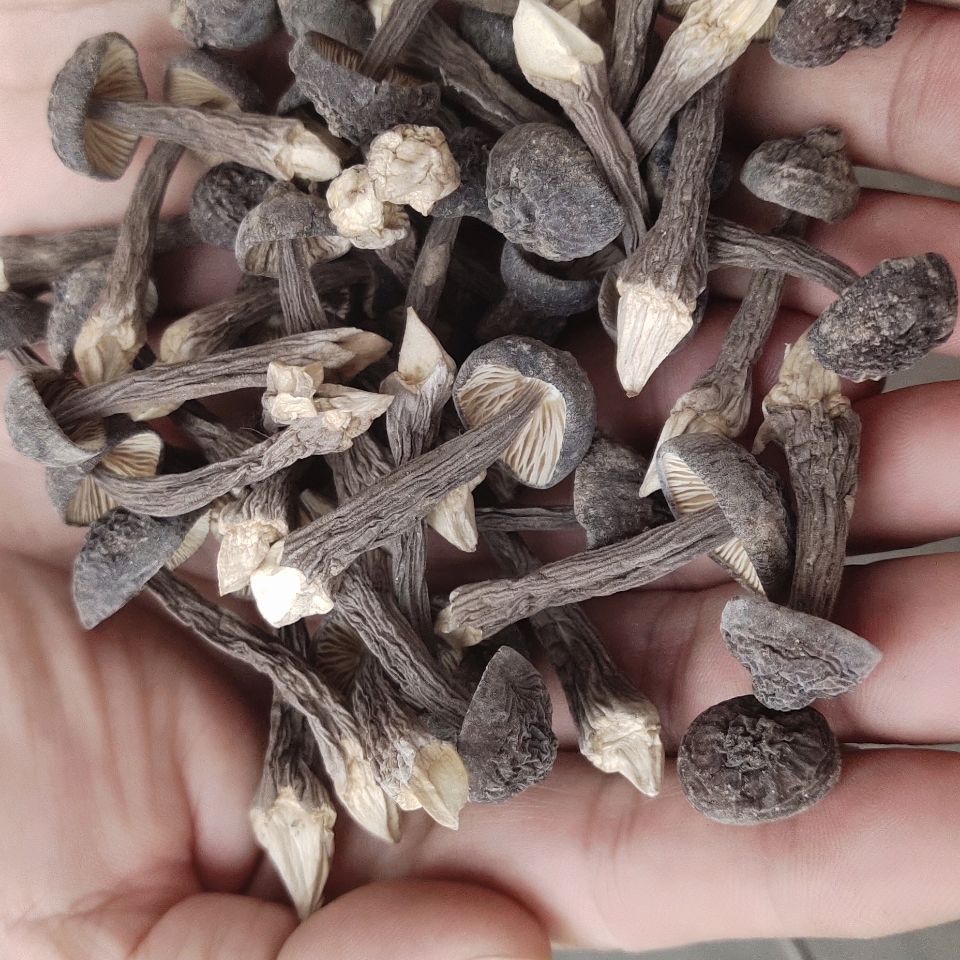 干货煲汤火锅山里香自热火锅云南野生菌小火锅松茸牛肝菌厂家直销养生